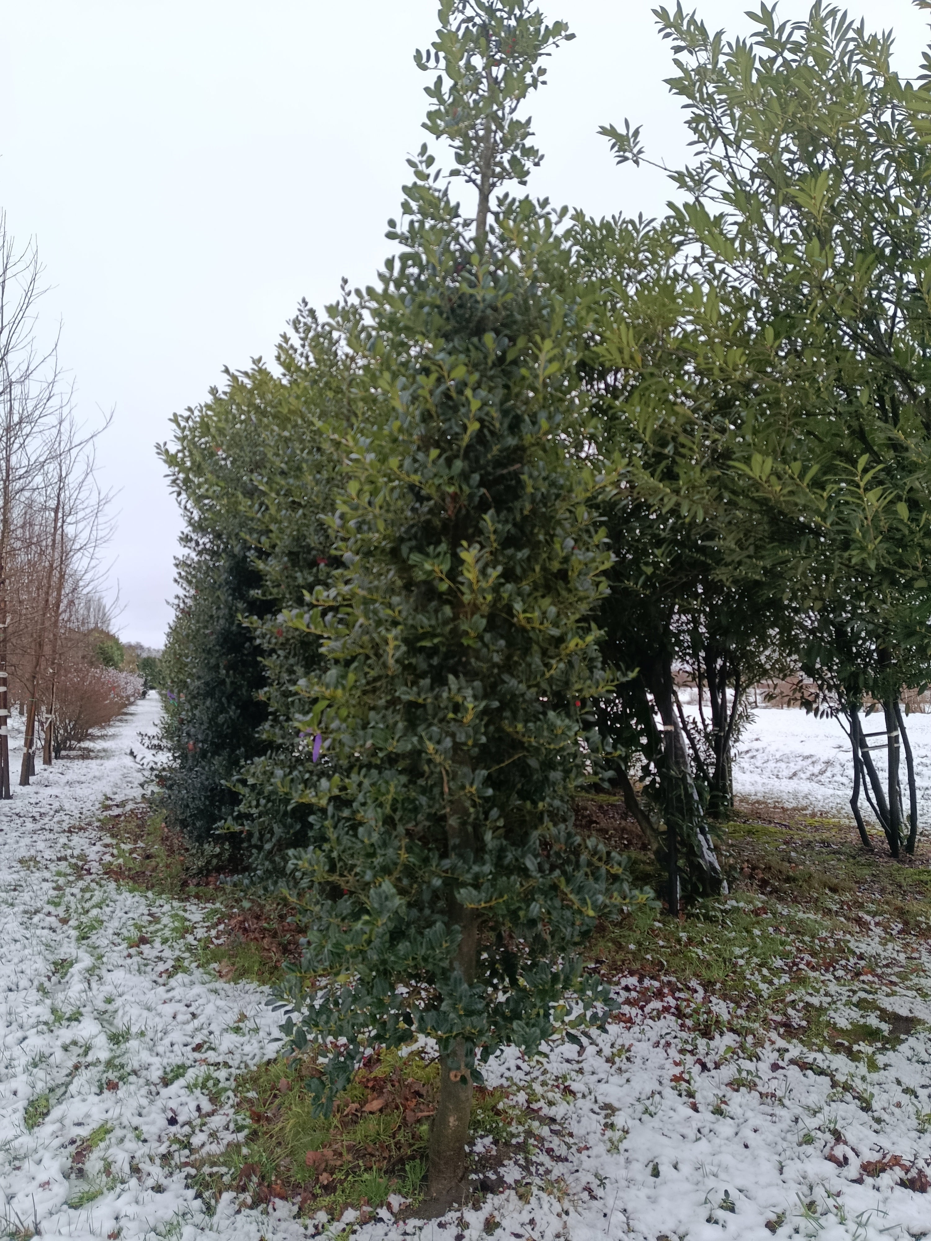 Hulst  (Ilex aquifolium)