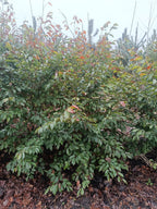 "Sycoparrotia semidecidua" semi wintergroen