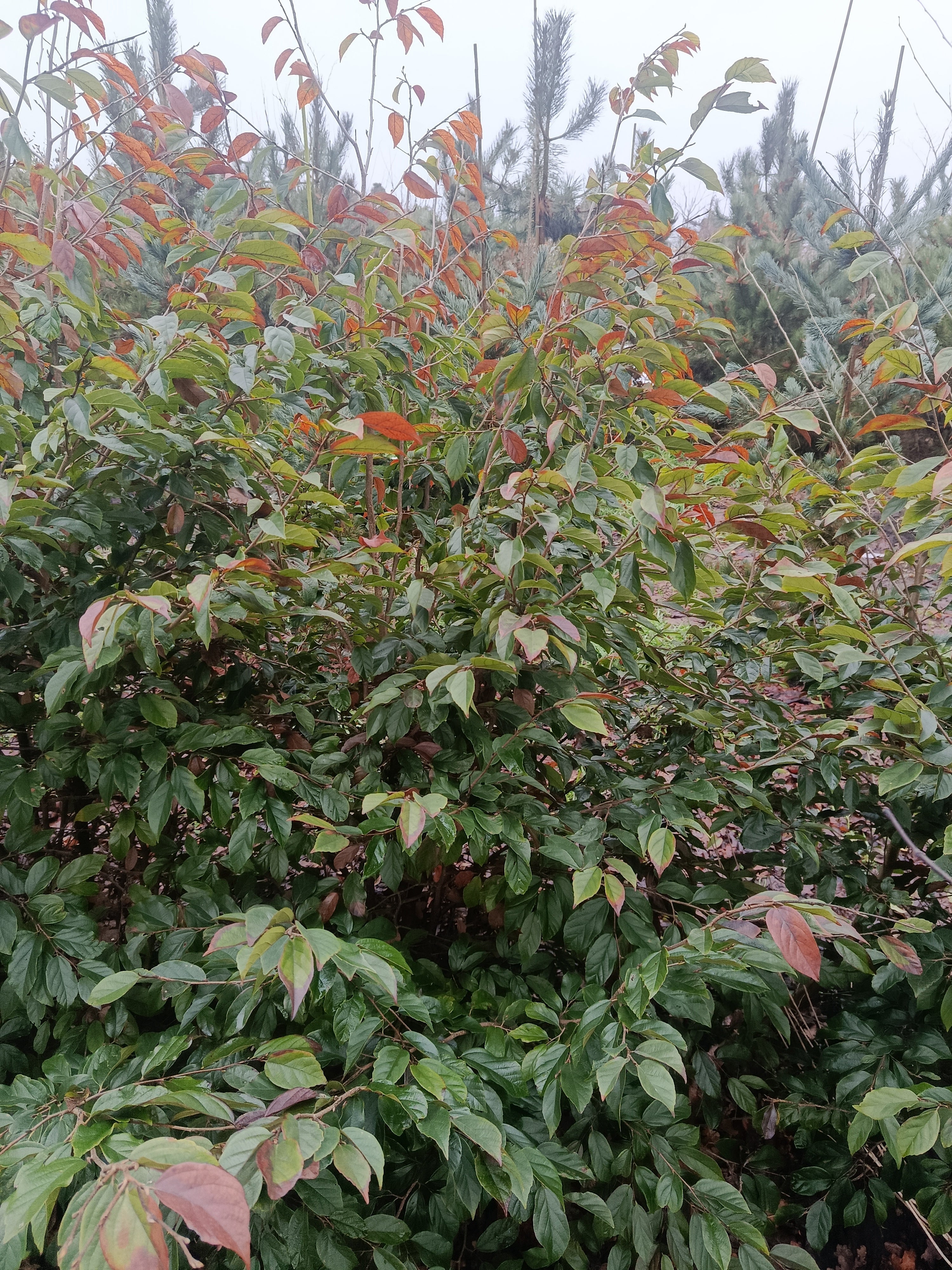 "Sycoparrotia semidecidua" semi wintergroen