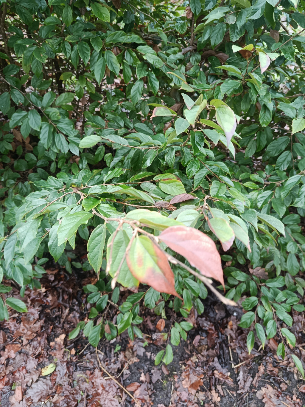 "Sycoparrotia semidecidua" semi wintergroen