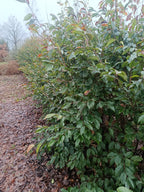 "Sycoparrotia semidecidua" semi wintergroen