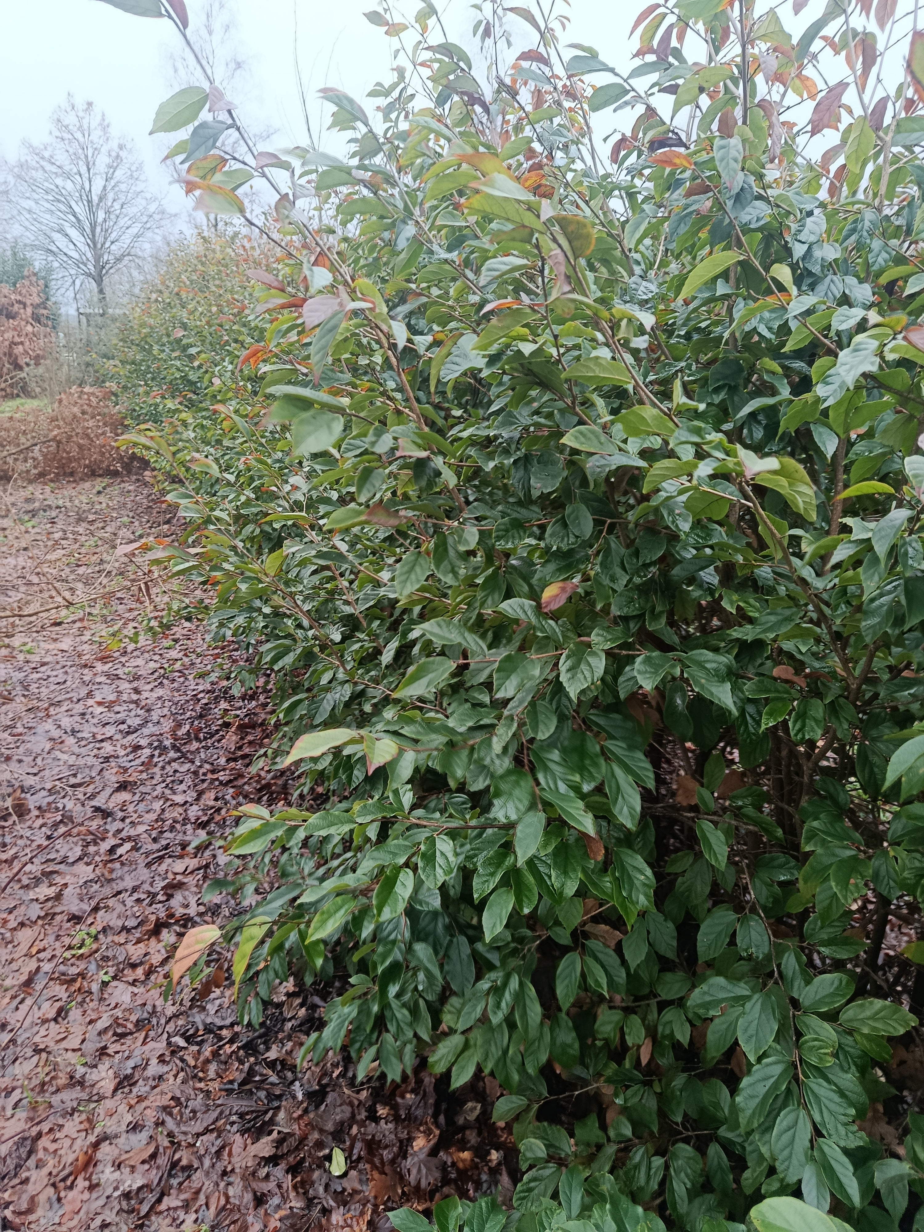 "Sycoparrotia semidecidua" semi wintergroen