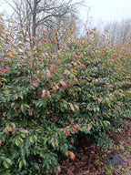 "Sycoparrotia semidecidua" semi wintergroen