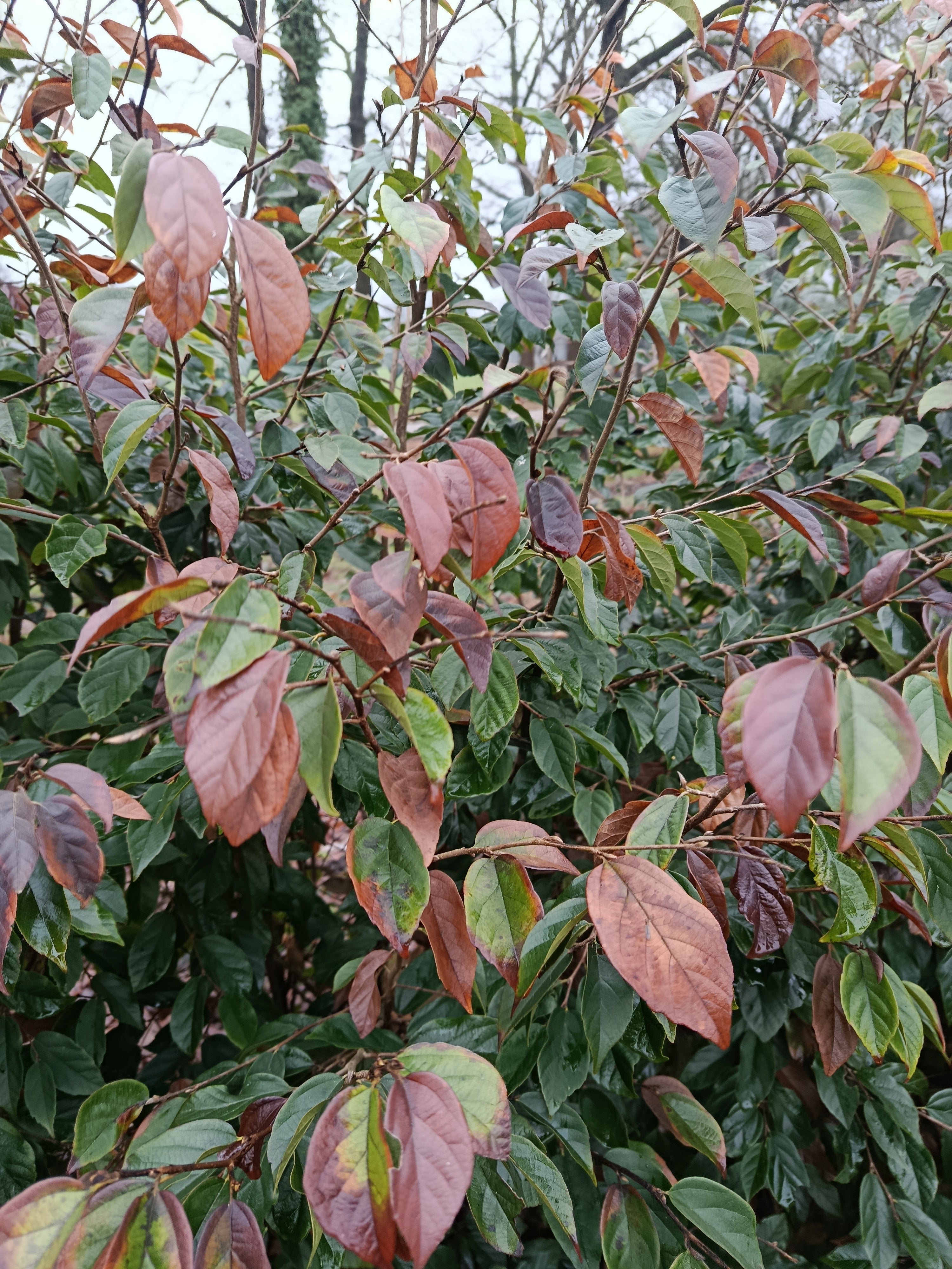 "Sycoparrotia semidecidua" semi wintergroen
