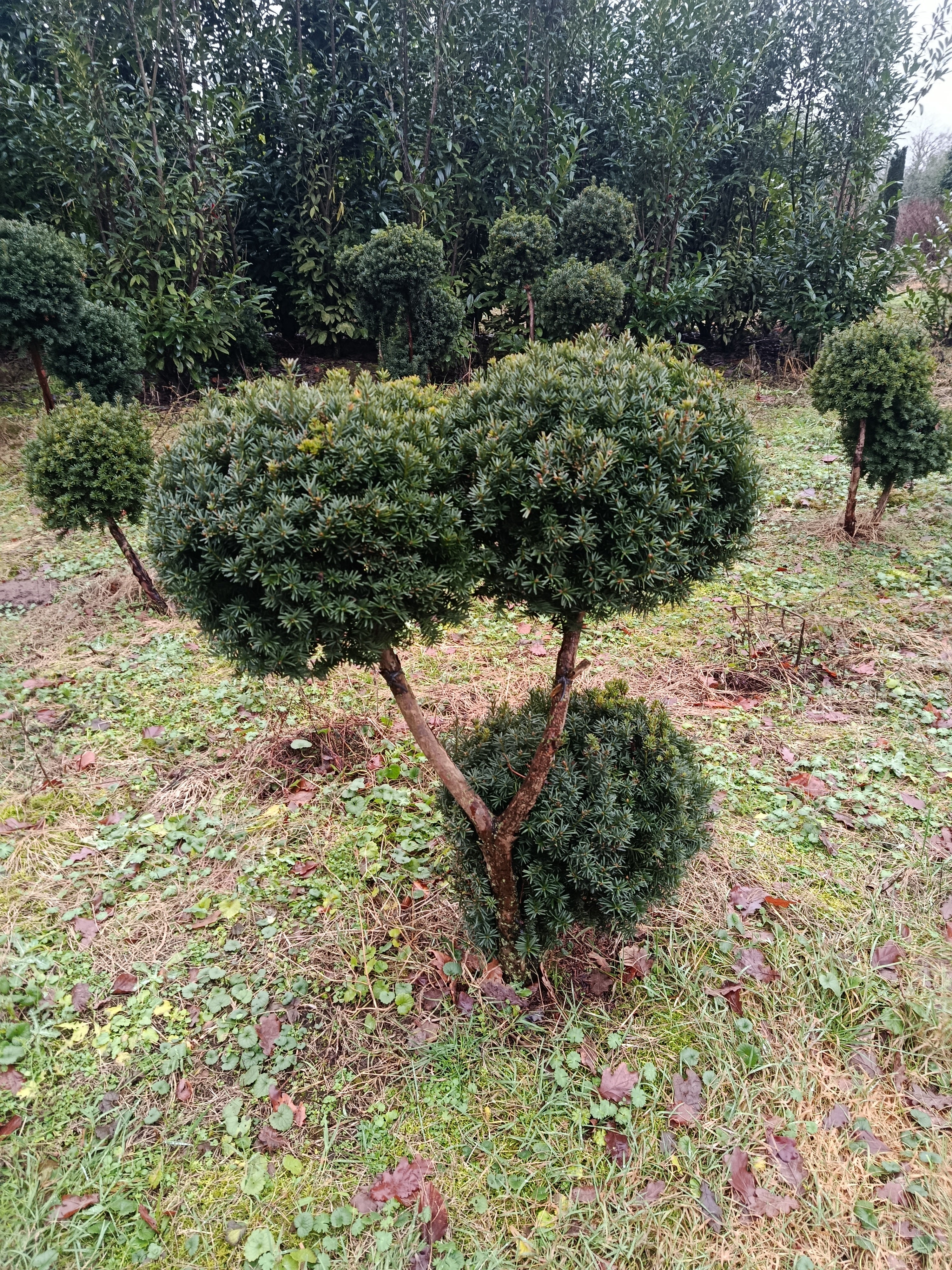 Taxus × media ‘Hicksii’ multibollen