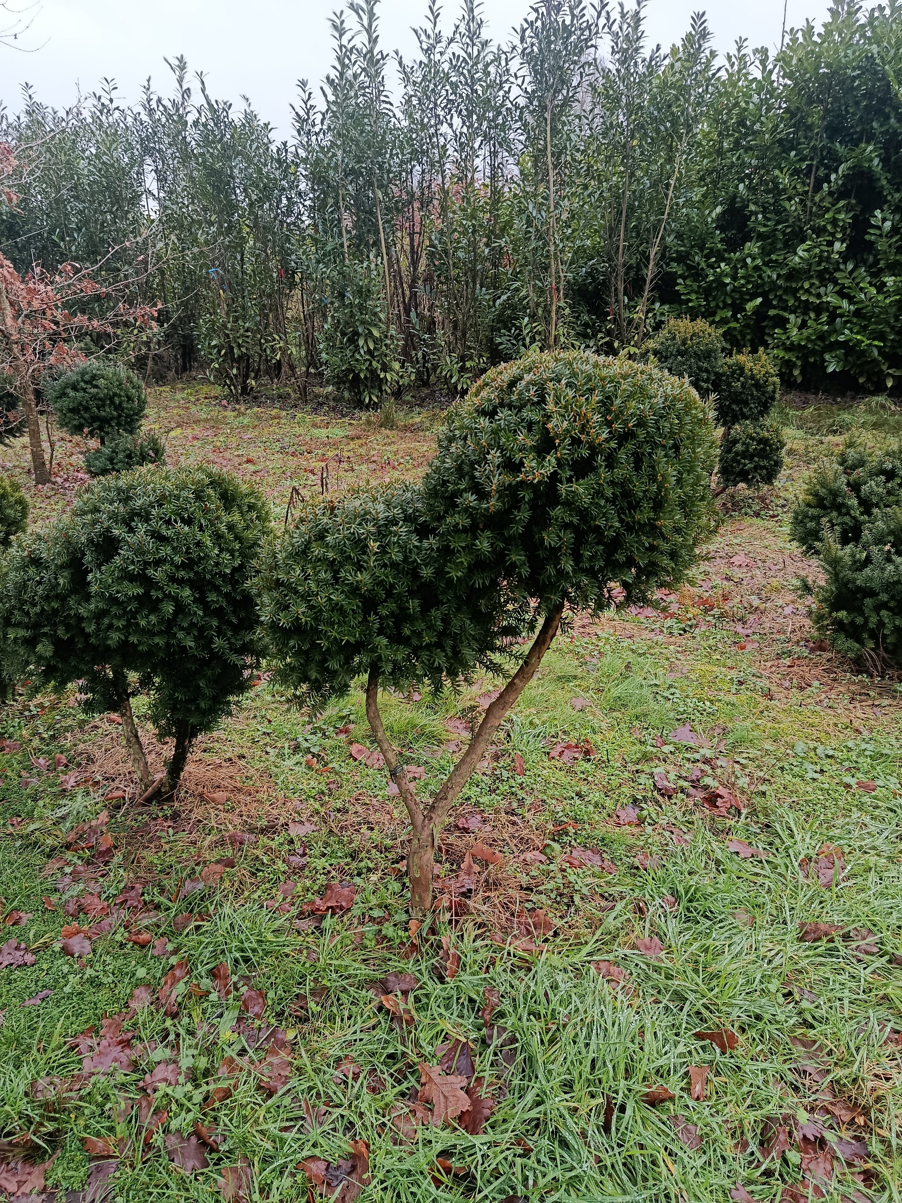 Taxus × media ‘Hicksii’ multibollen