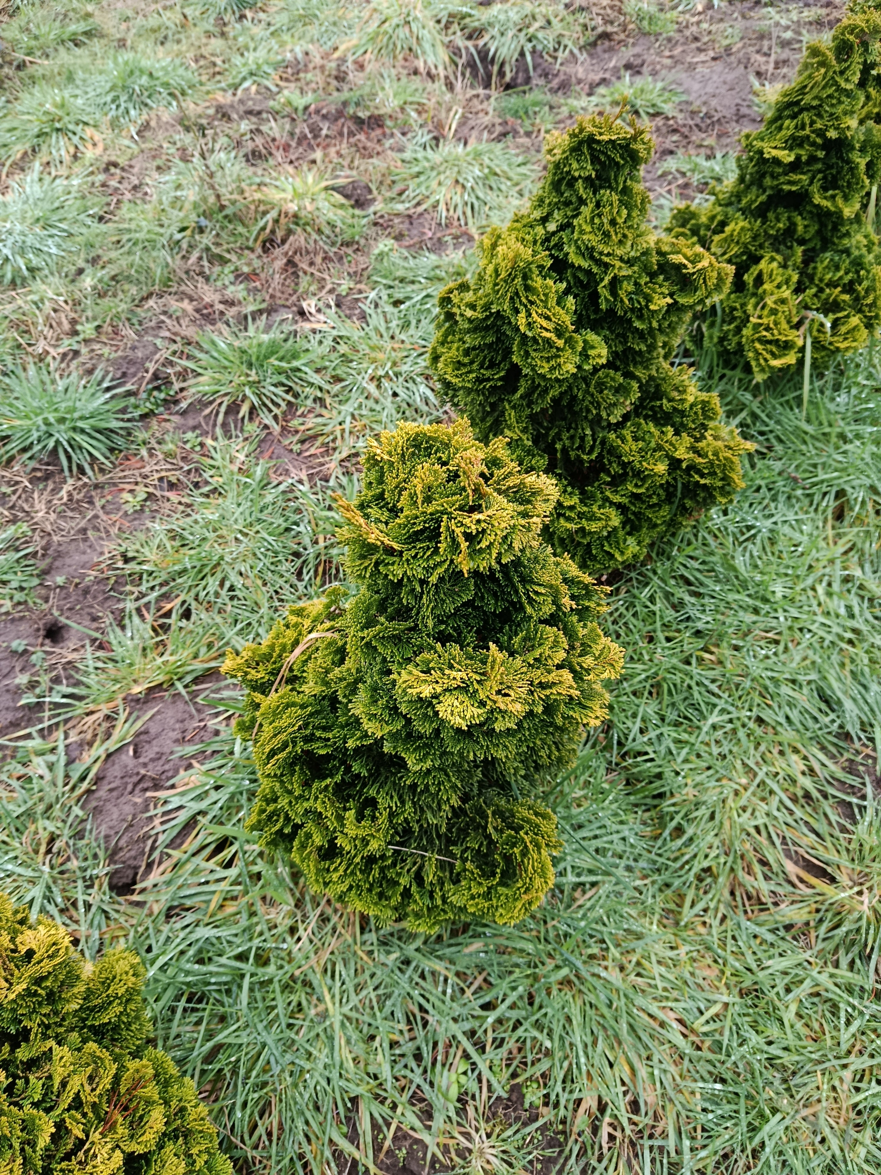 Mini conifeer "chmaceaparis obtusa nana Aurea' geel