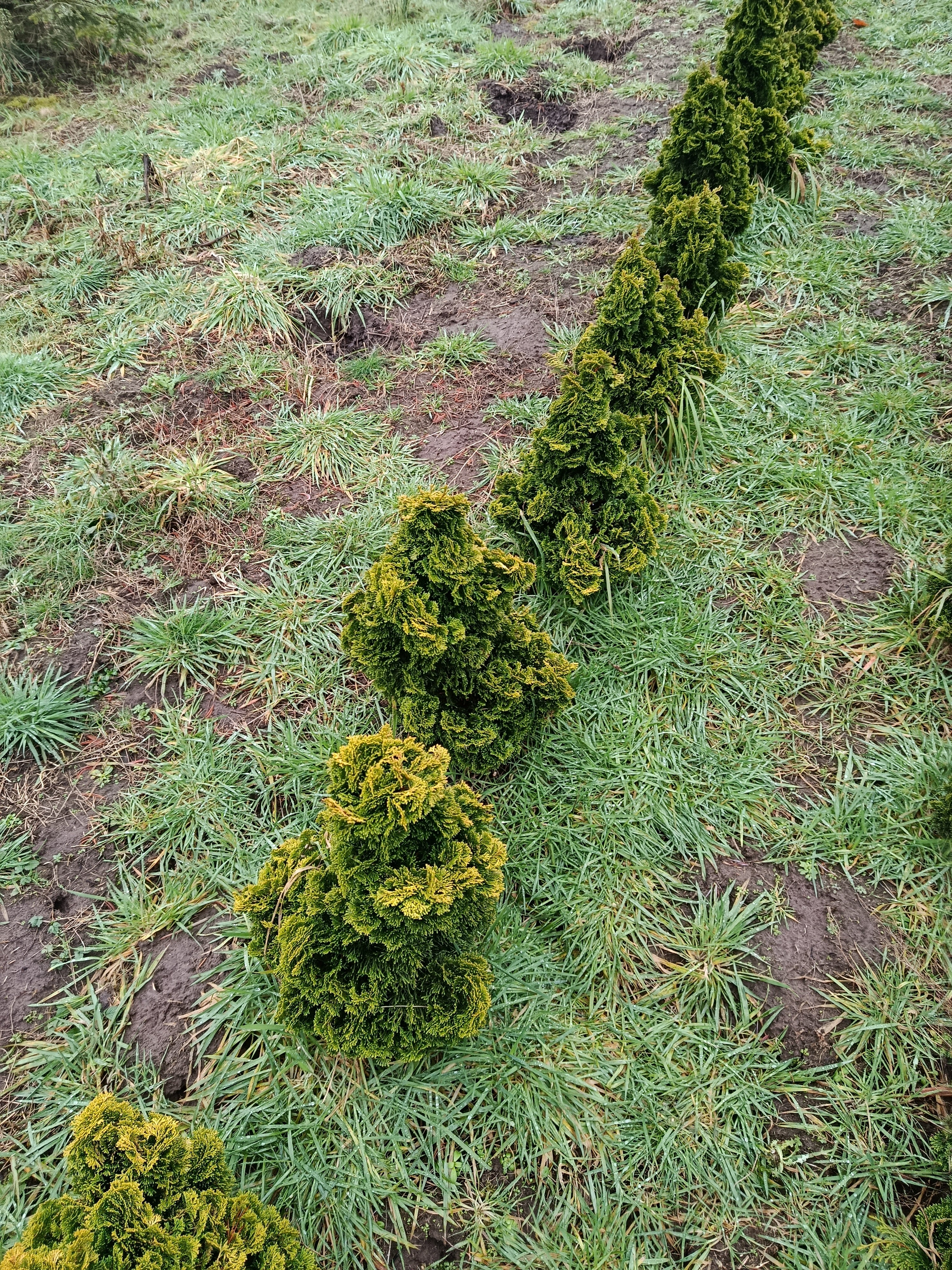 Mini conifeer "chmaceaparis obtusa nana Aurea' geel