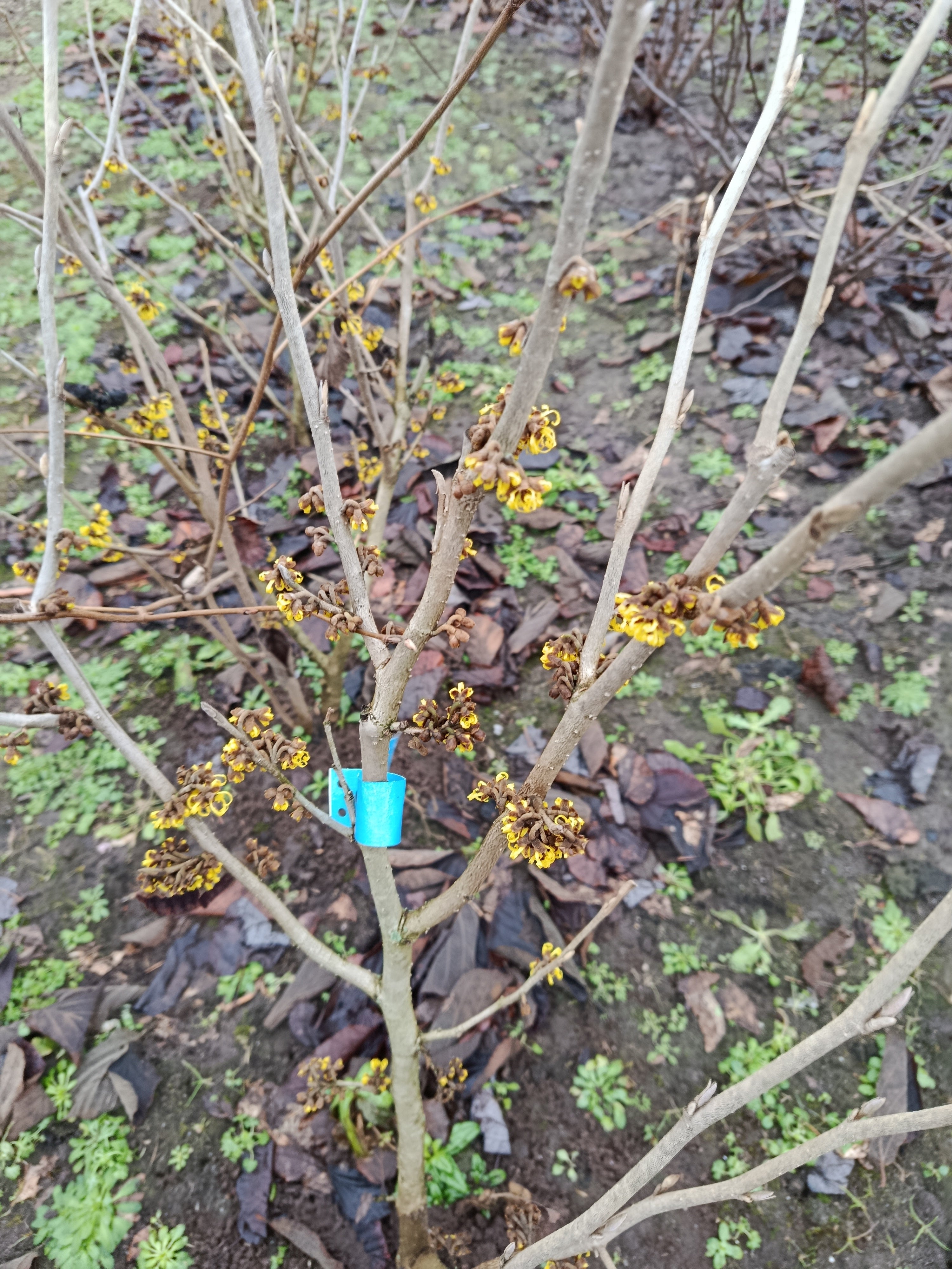 donker gele Toverhazelaar 'Hamamelis'