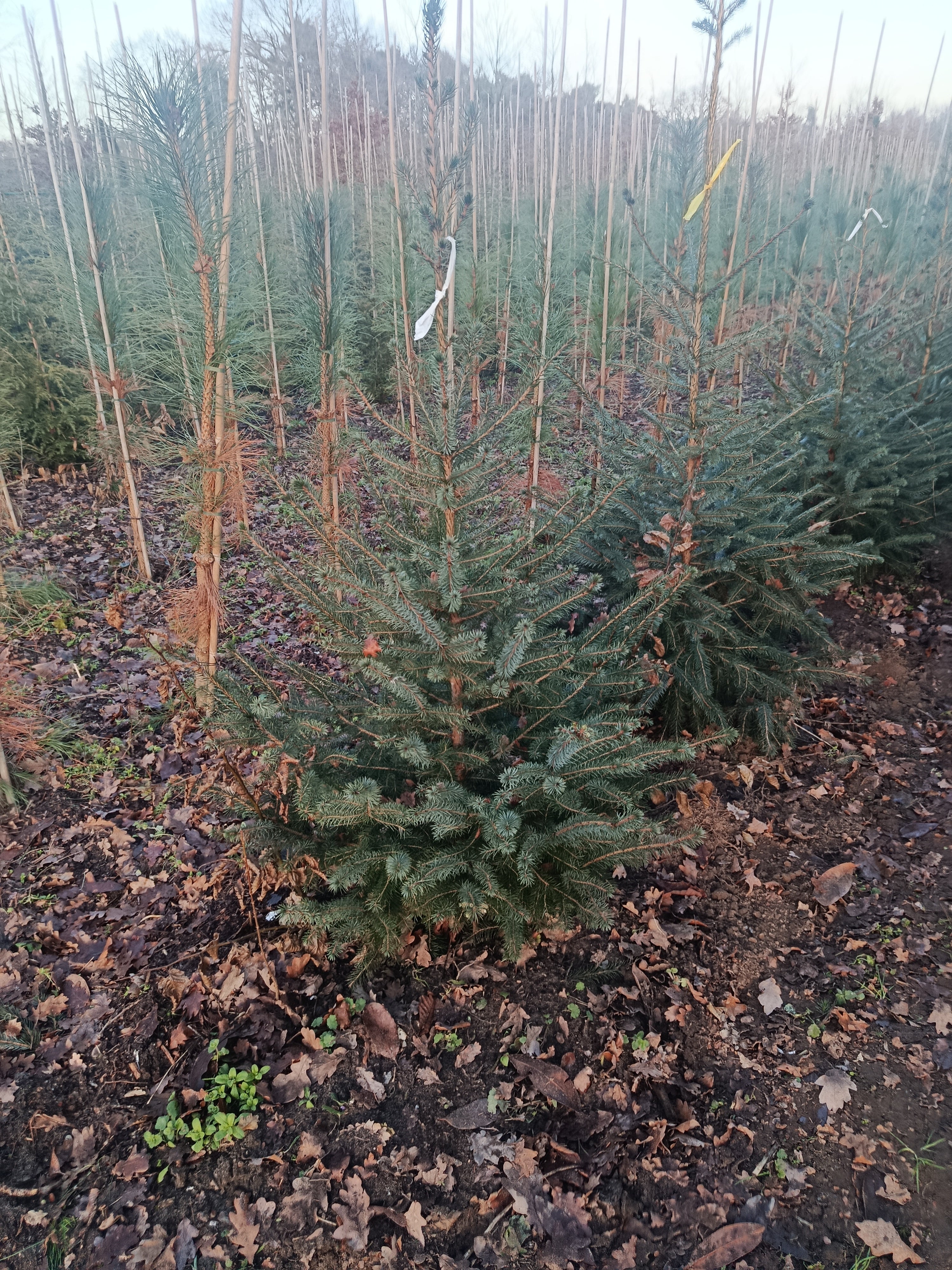 Koreaanse zilver spar "Abies koreana"
