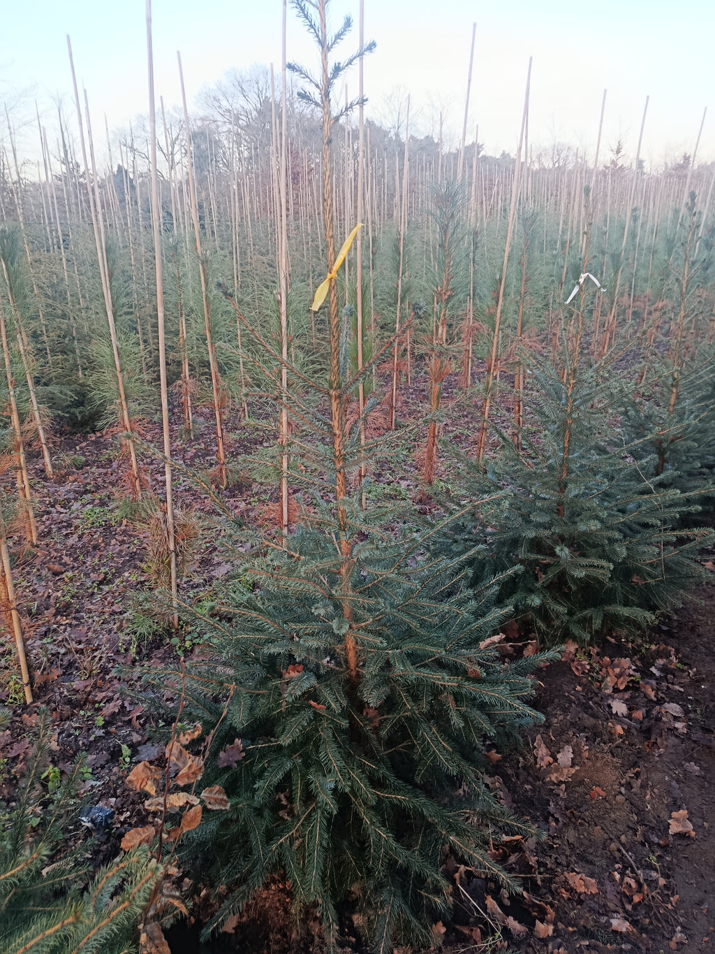 Koreaanse zilver spar "Abies koreana"