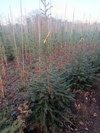Koreaanse zilver spar "Abies koreana"