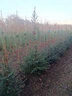 Koreaanse zilver spar "Abies koreana"