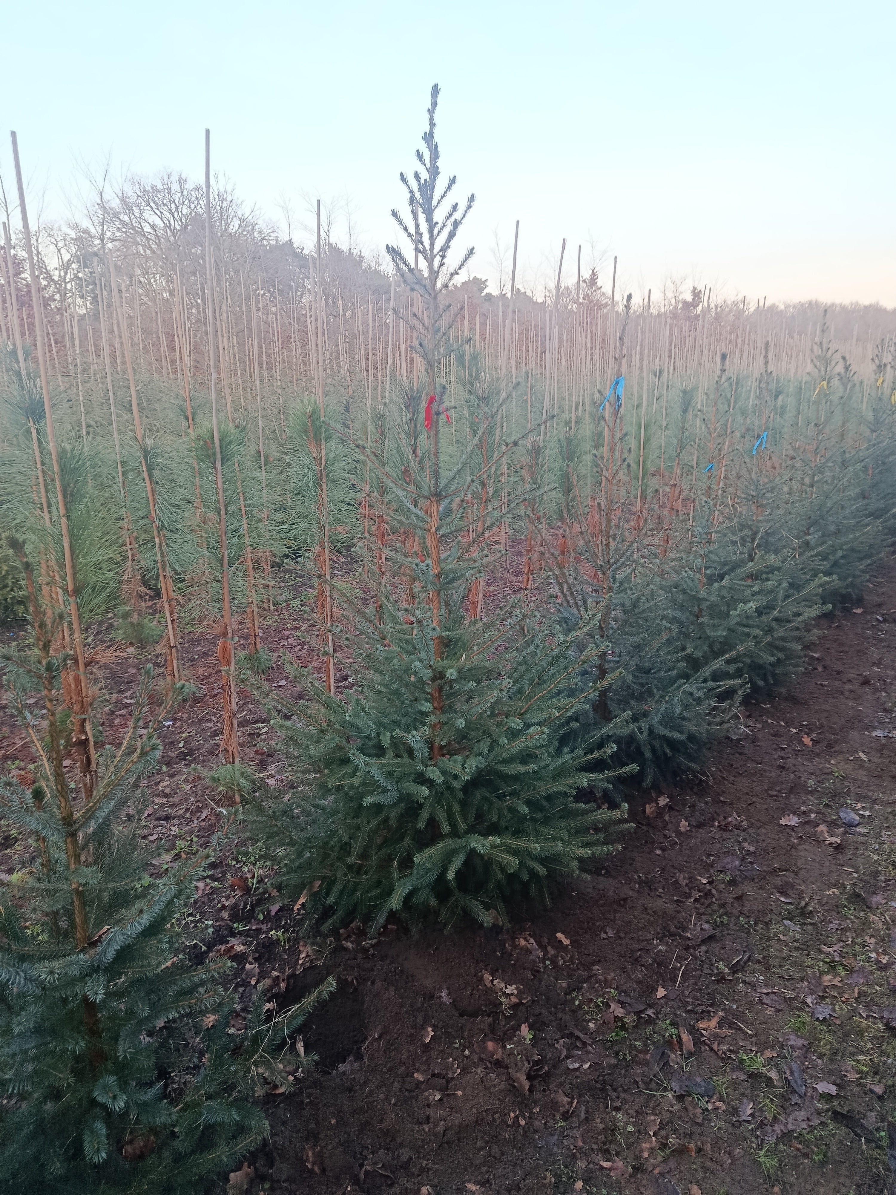 Koreaanse zilver spar "Abies koreana"