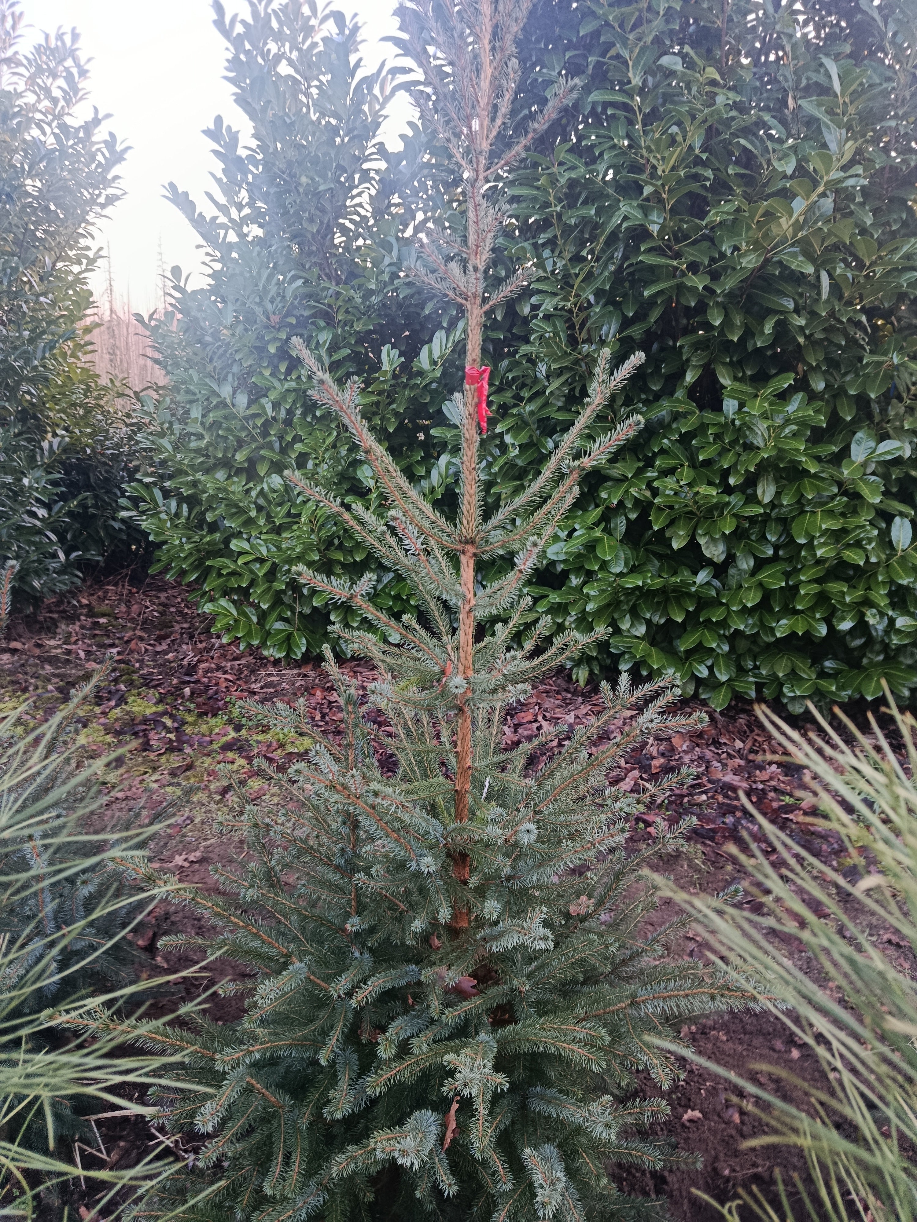 Kaukasiche zilverspar / nordmann spar "abies nordmann"
