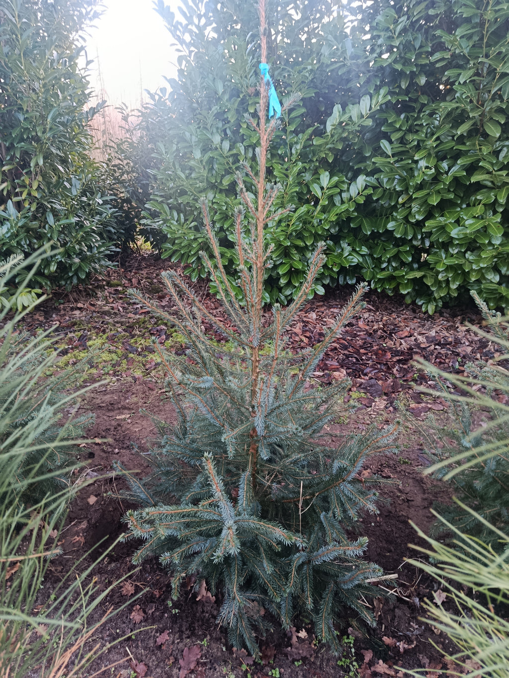 Kaukasiche zilverspar / nordmann spar "abies nordmann"