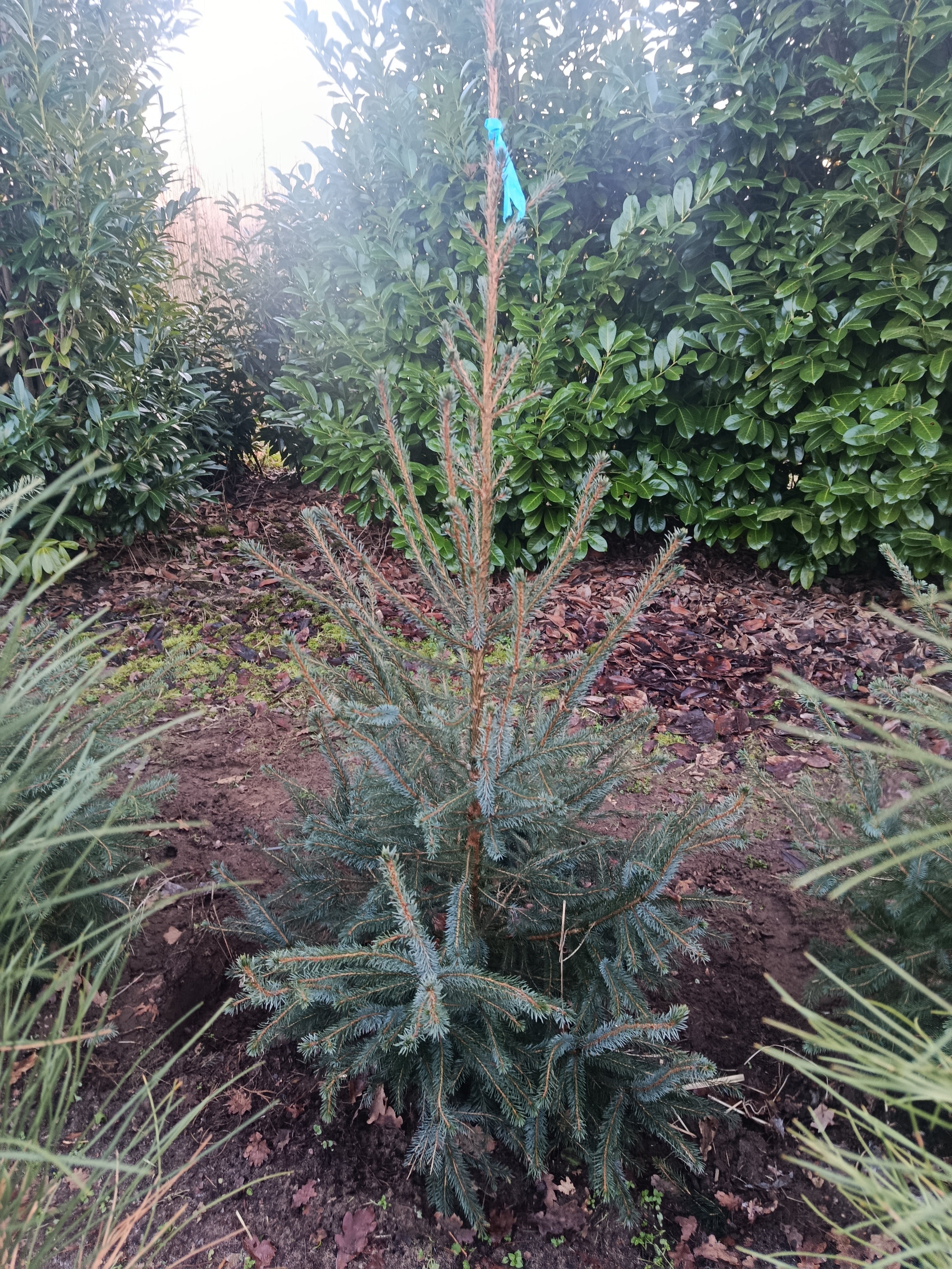 Kaukasiche zilverspar / nordmann spar "abies nordmann"