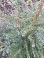 Kaukasiche zilverspar / nordmann spar "abies nordmann"