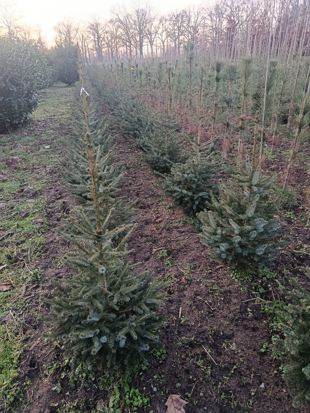 Kaukasiche zilverspar / nordmann spar "abies nordmann"