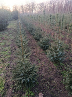 Kaukasiche zilverspar / nordmann spar "abies nordmann"
