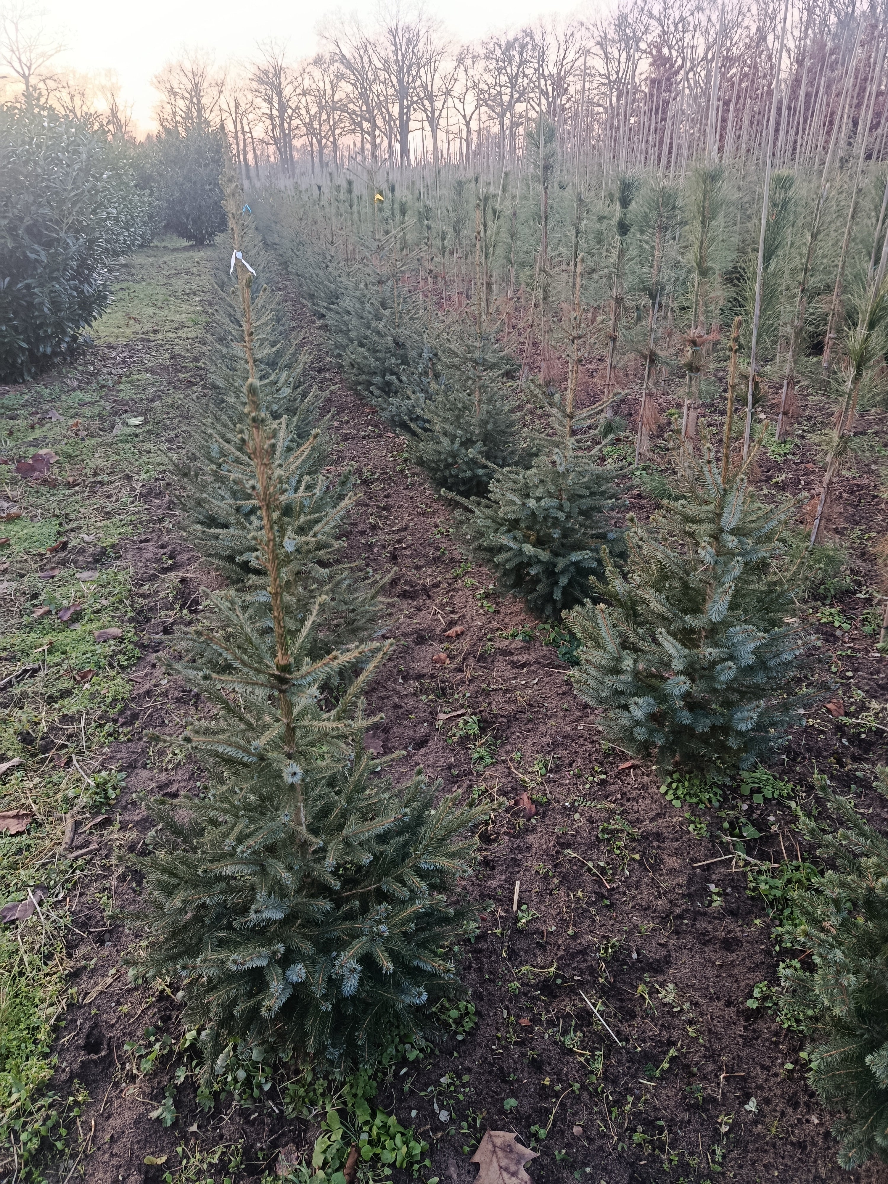 Kaukasiche zilverspar / nordmann spar "abies nordmann"