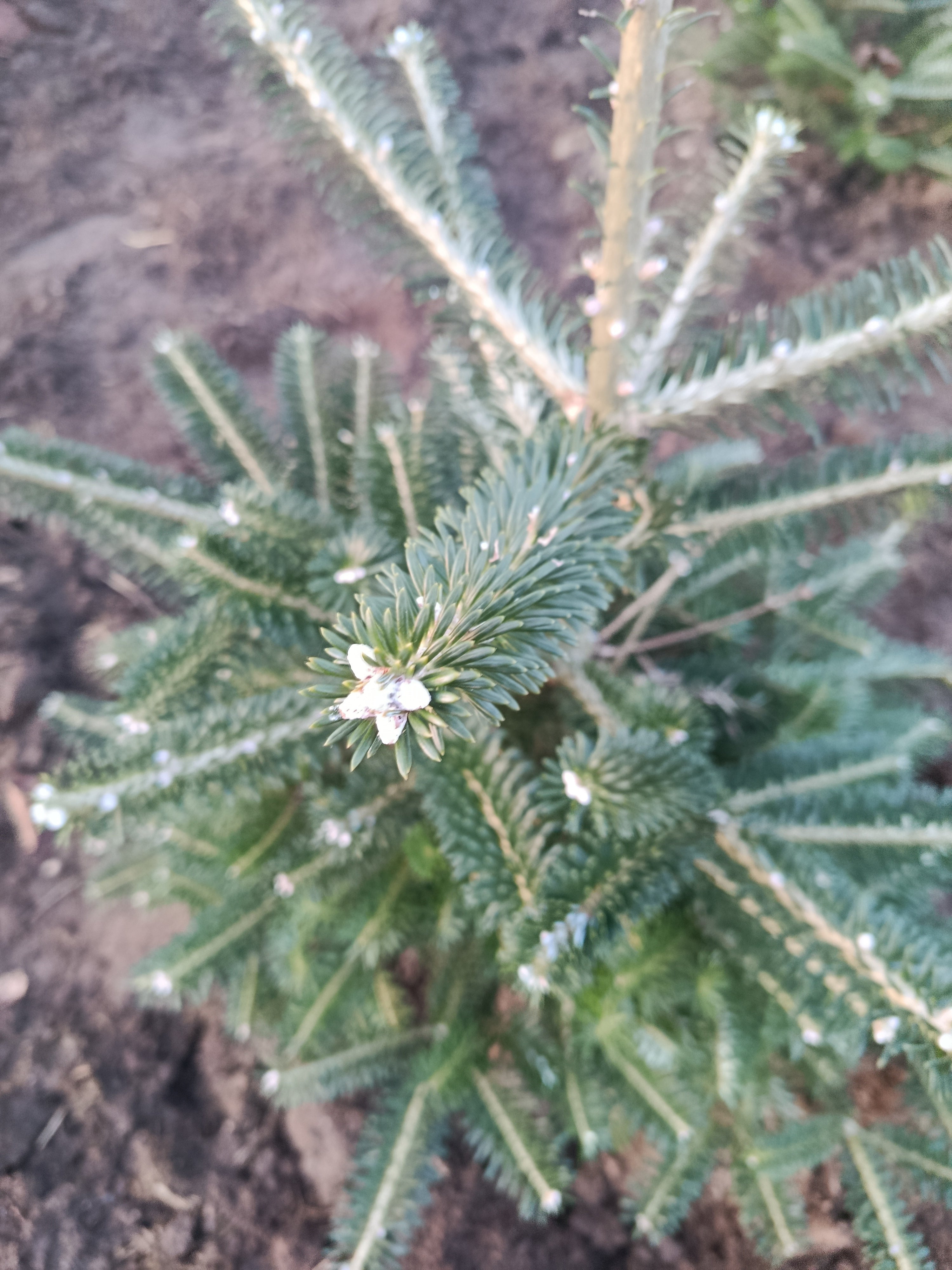 Koreaanse zilver spar "Abies koreana"