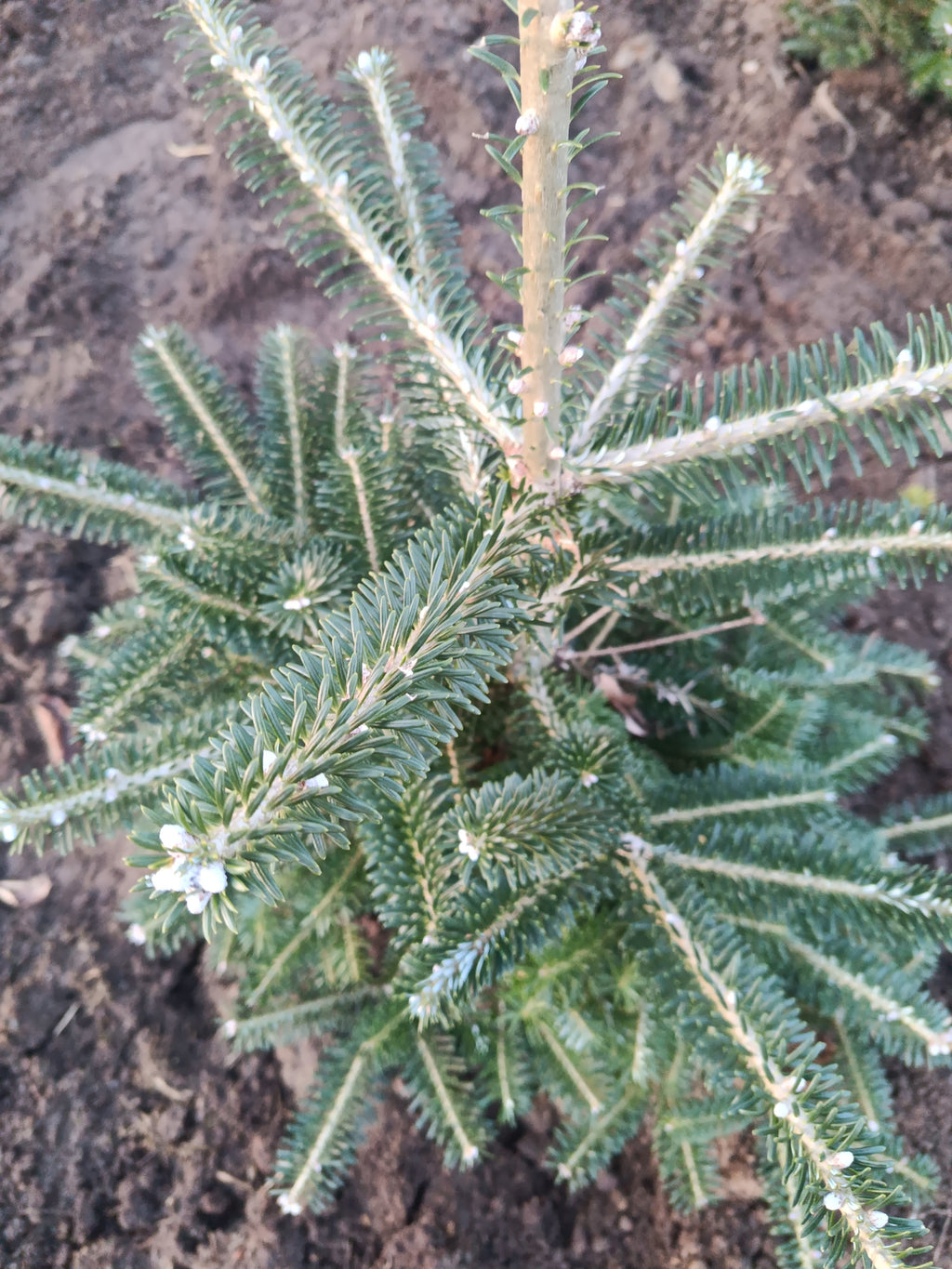 Koreaanse zilver spar "Abies koreana"