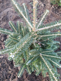 Koreaanse zilver spar "Abies koreana"