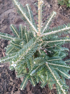 Koreaanse zilver spar "Abies koreana"