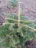 Kaukasiche zilverspar / nordmann spar "abies nordmann"