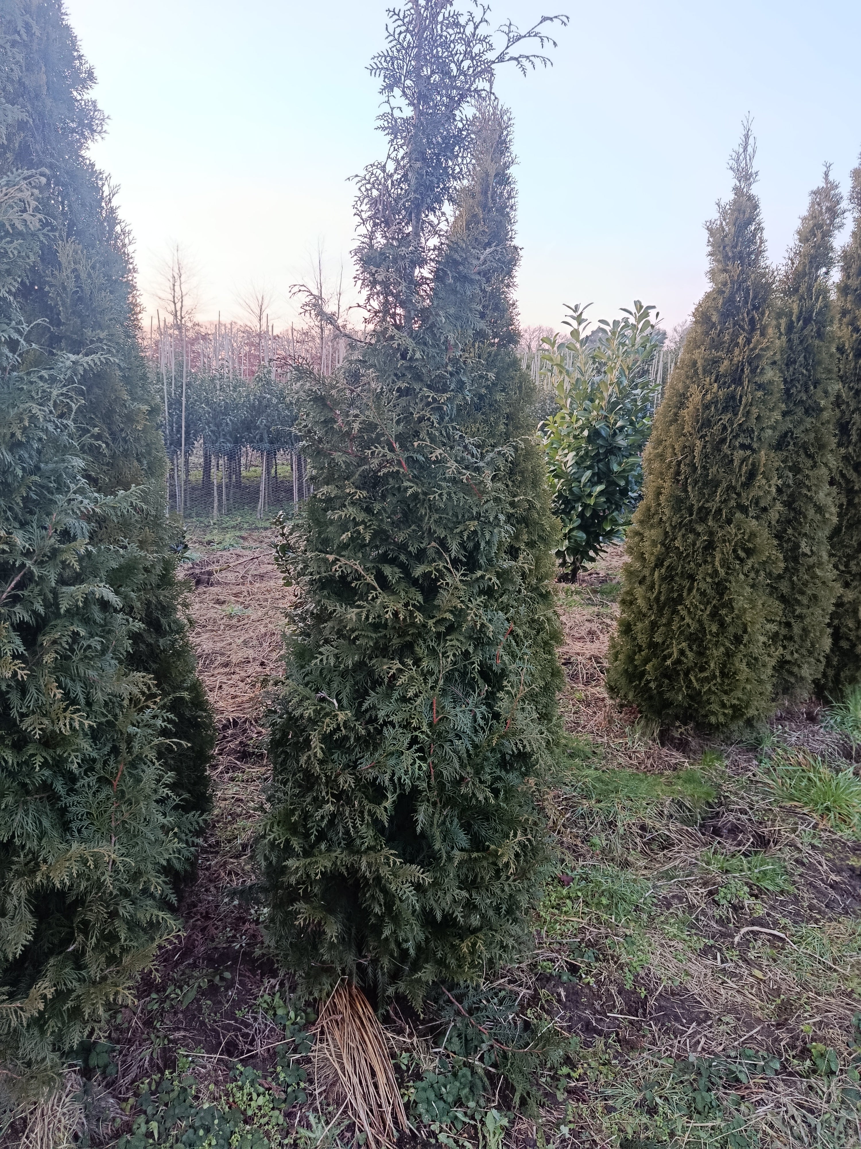 Reuze levensboom "Thuja plicata Gelderland"