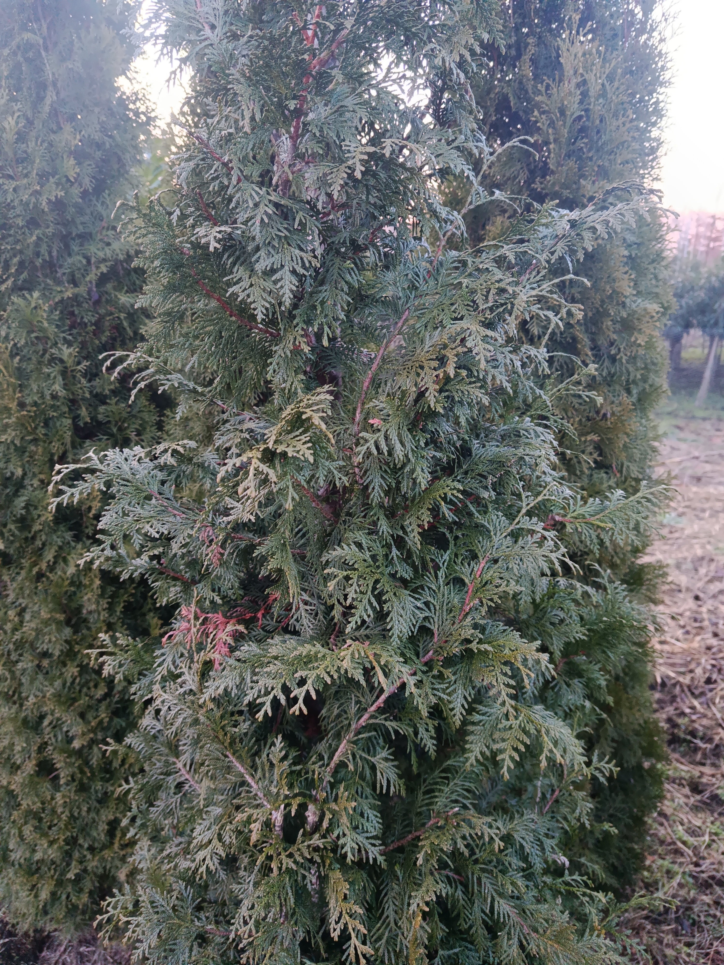 Reuze levensboom "Thuja plicata Gelderland"