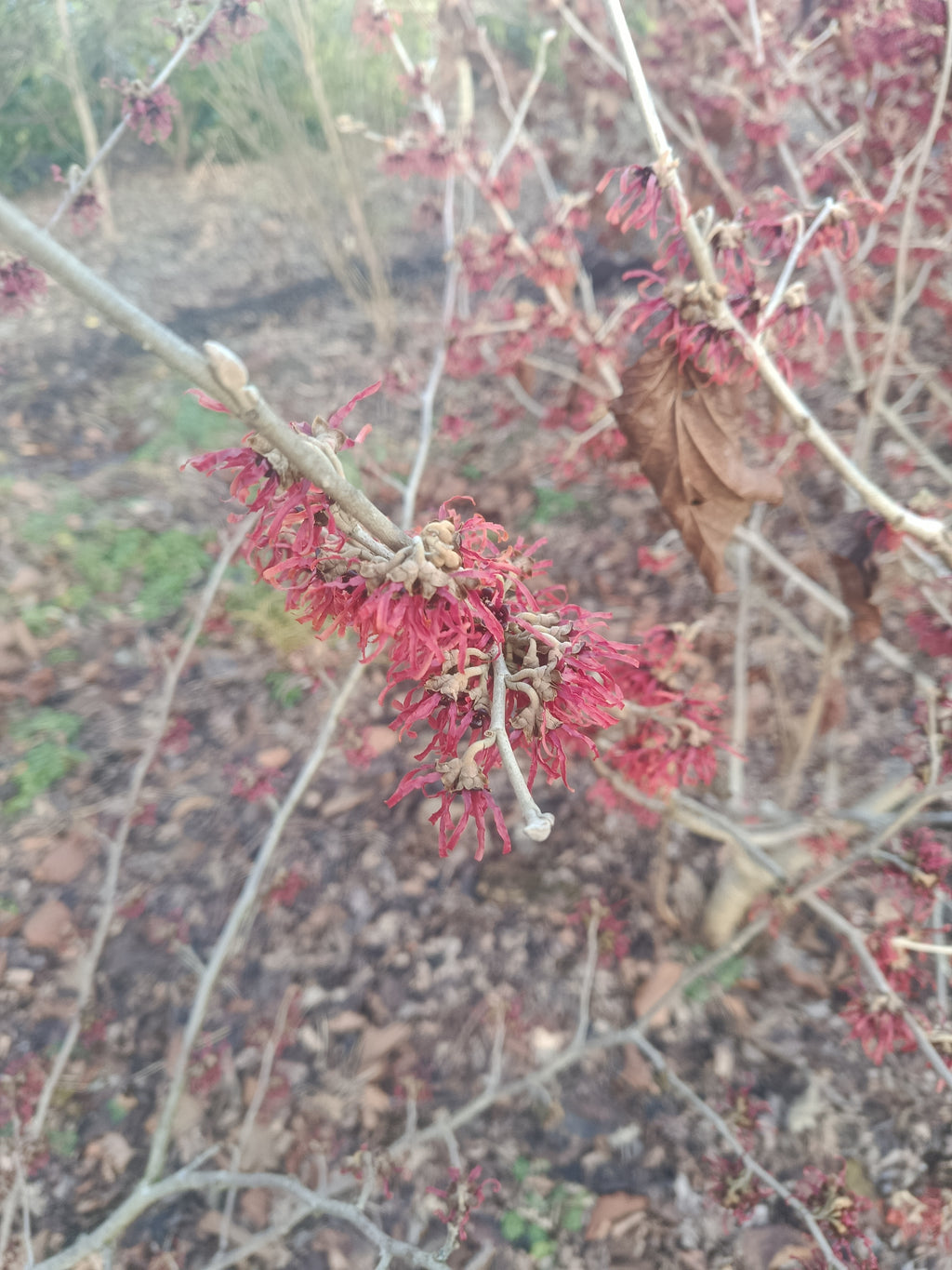 Rode Toverhazelaar 'Hamamelis'