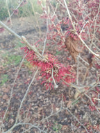Rode Toverhazelaar 'Hamamelis'