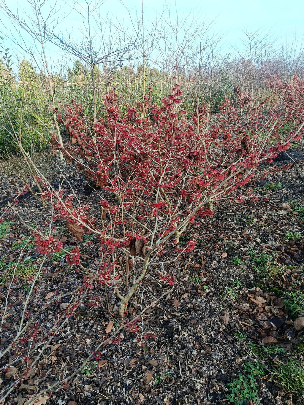 Rode Toverhazelaar 'Hamamelis'