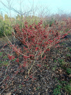 Rode Toverhazelaar 'Hamamelis'