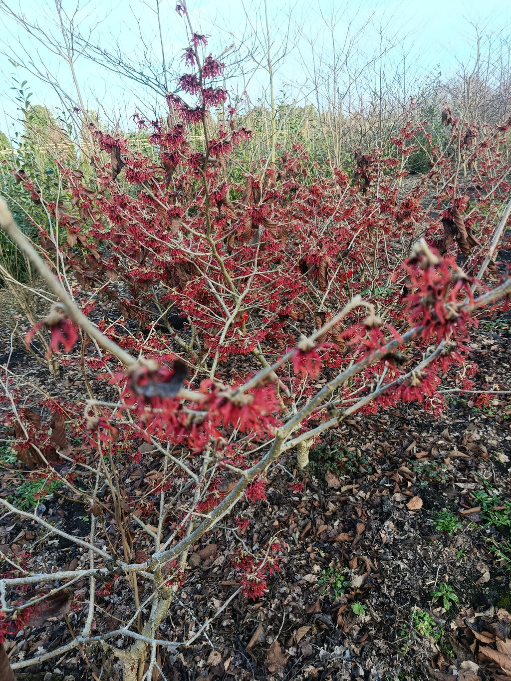 Rode Toverhazelaar 'Hamamelis'