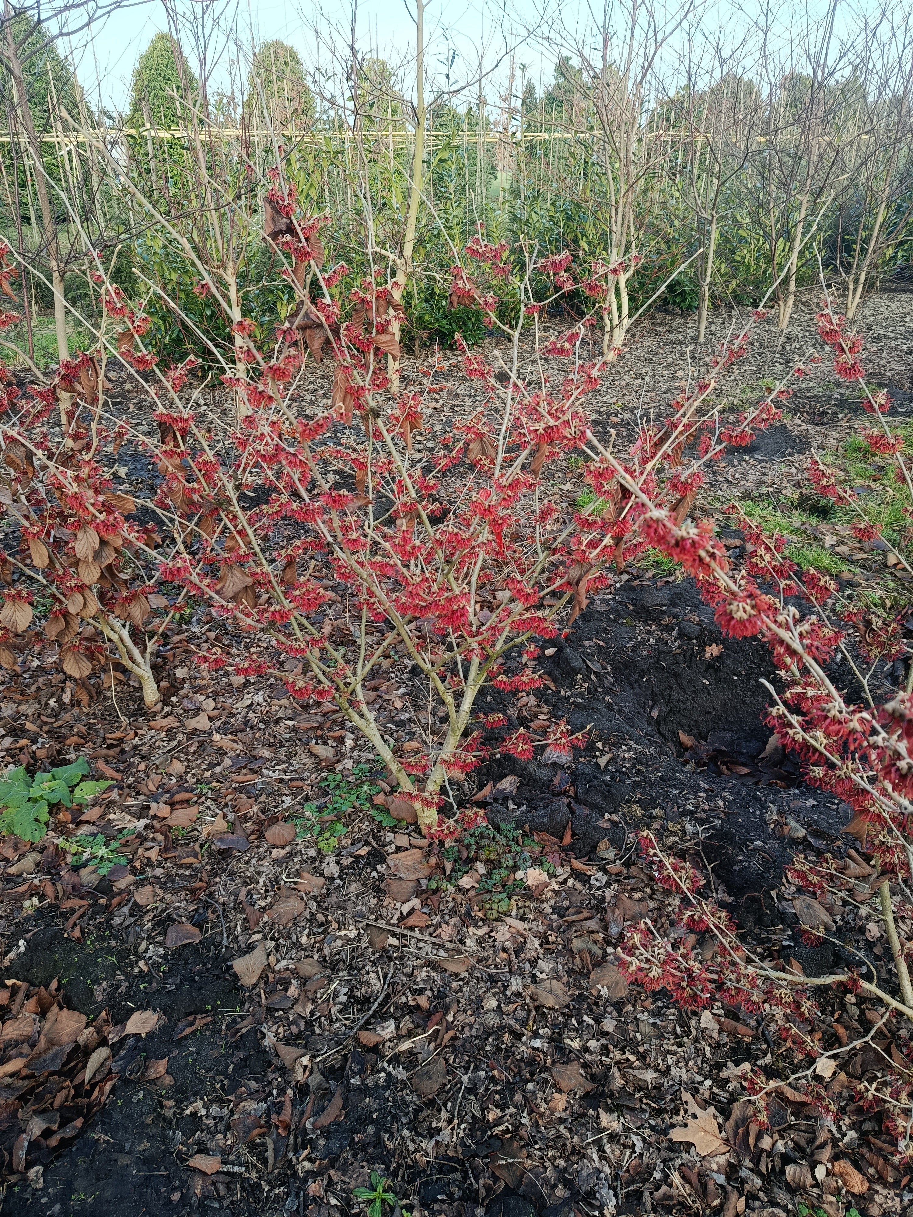 Rode Toverhazelaar 'Hamamelis'