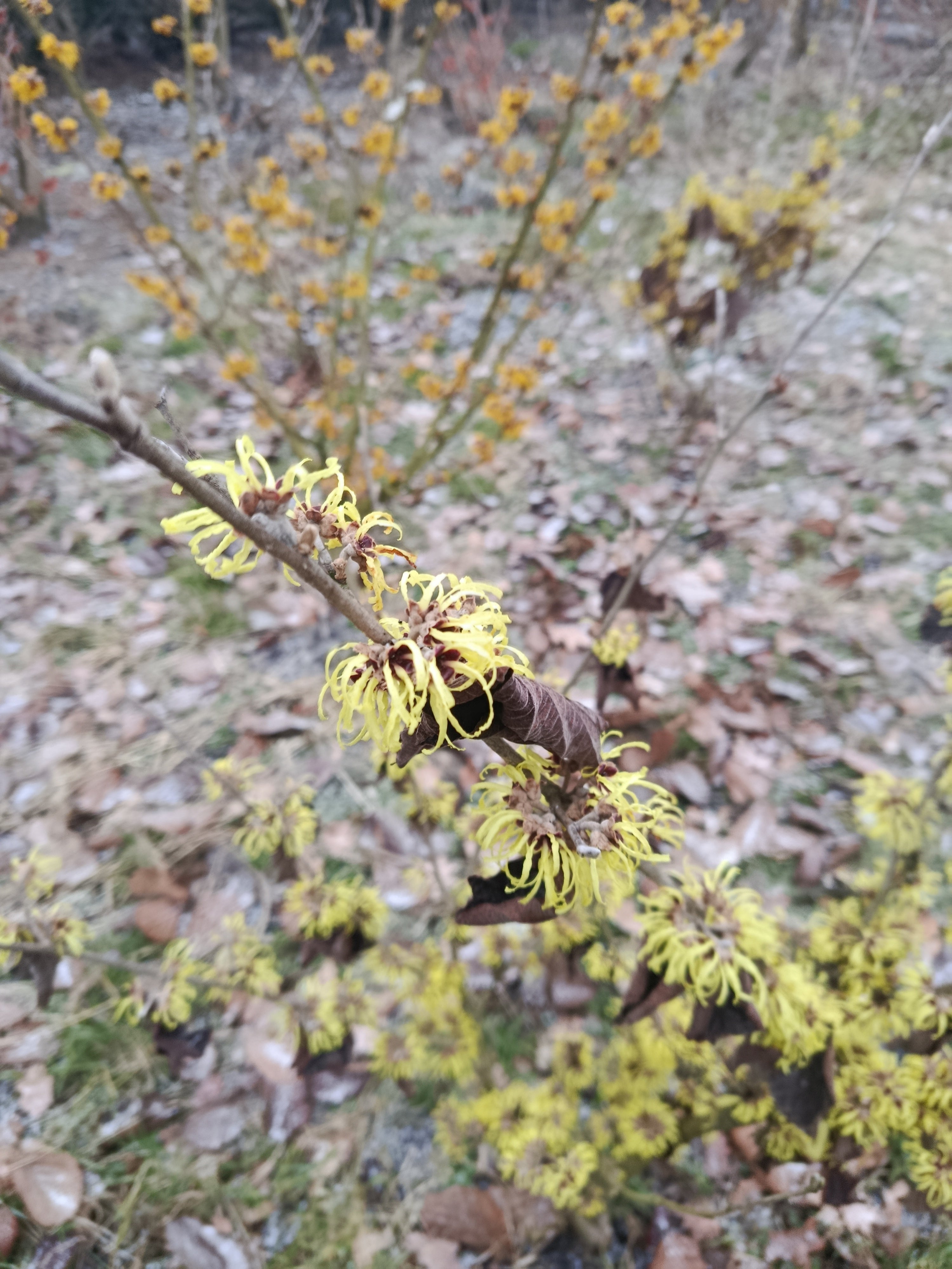 licht geel Toverhazelaar 'Hamamelis'