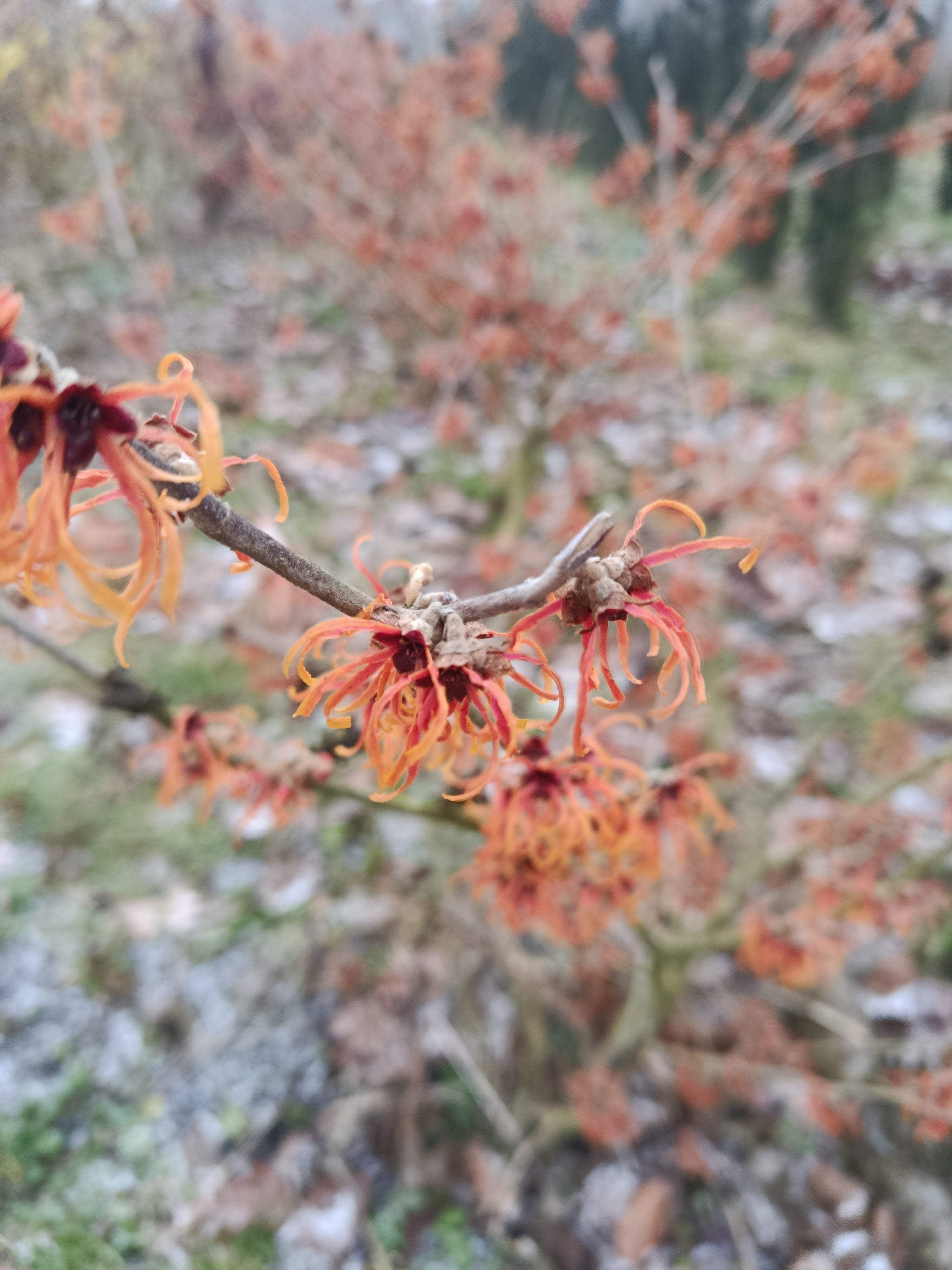 Oranje Toverhazelaar 'Hamamelis'