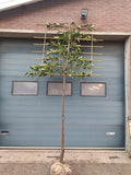 Laurierkers op stam (Prunus laurocerasus Caucasica) leivorm, volledig dicht 2m stam met rek 1,5x1,5m voor extra privacy