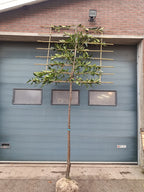 Laurierkers op stam (Prunus laurocerasus Caucasica) leivorm, volledig dicht 2m stam met rek 1,5x1,5m voor extra privacy