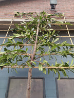 Laurierkers op stam (Prunus laurocerasus Caucasica) leivorm, volledig dicht 2m stam met rek 1,5x1,5m voor extra privacy
