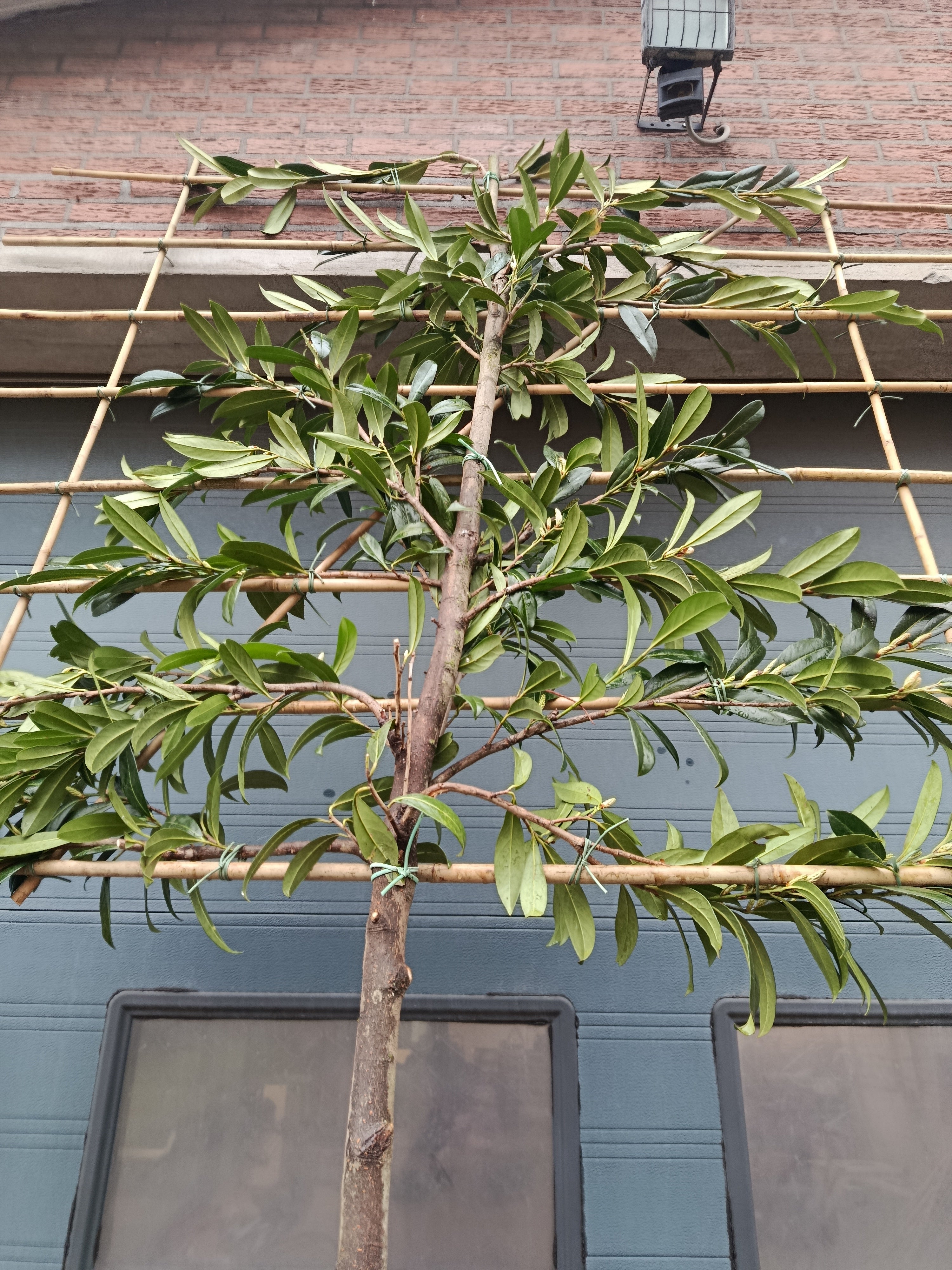 Laurierkers op stam (Prunus laurocerasus Caucasica) leivorm, volledig dicht 2m stam met rek 1,5x1,5m voor extra privacy