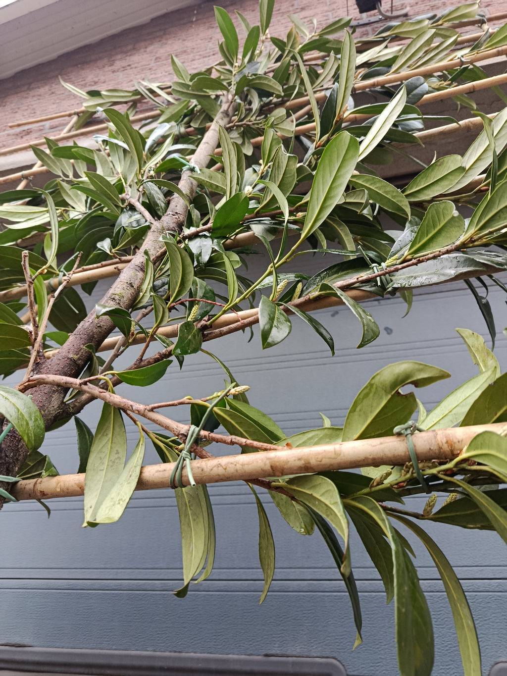 Laurierkers op stam (Prunus laurocerasus Caucasica) leivorm, volledig dicht 2m stam met rek 1,5x1,5m voor extra privacy