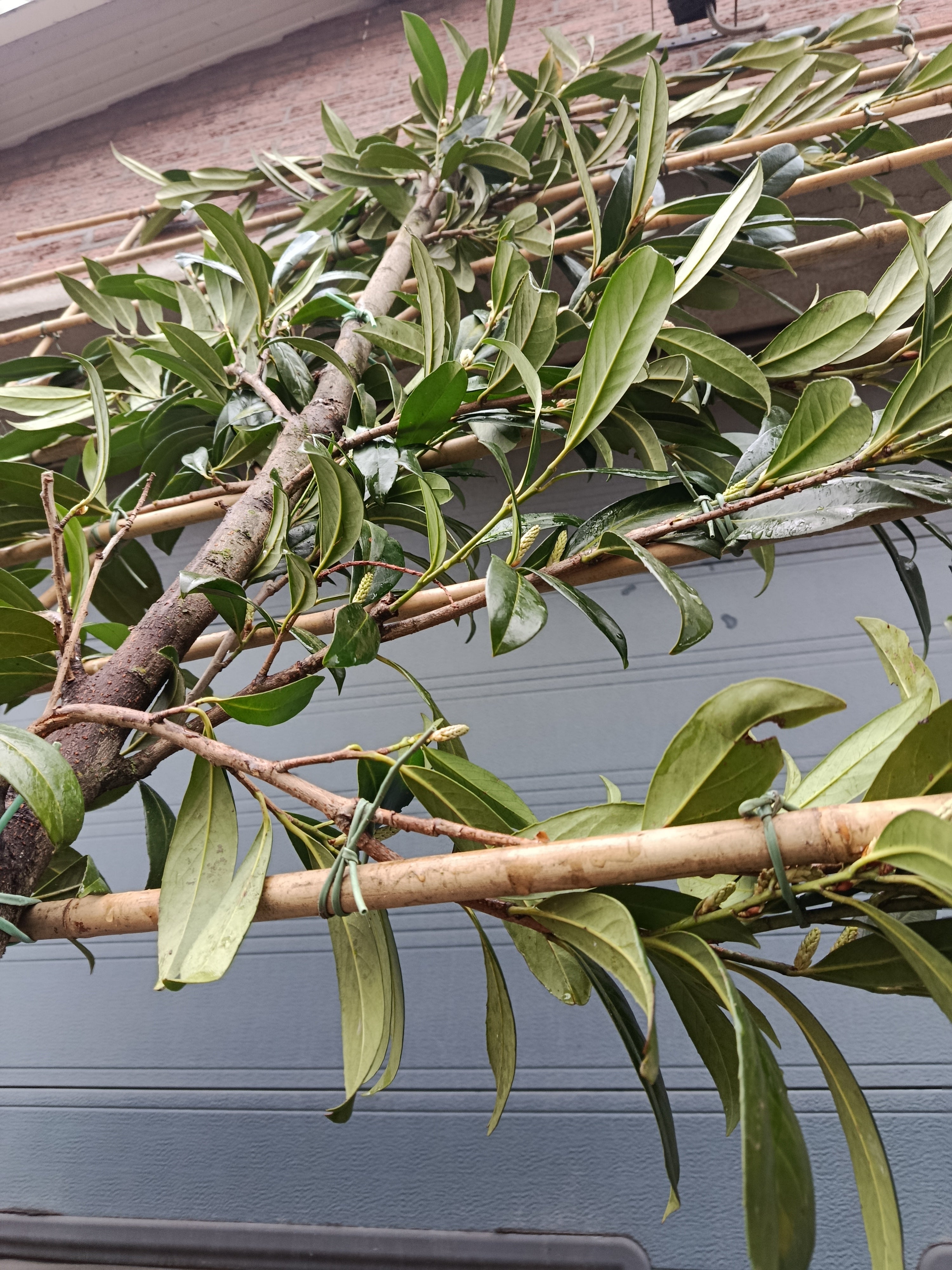 Laurierkers op stam (Prunus laurocerasus Caucasica) leivorm, volledig dicht 2m stam met rek 1,5x1,5m voor extra privacy