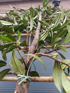 Laurierkers op stam (Prunus laurocerasus Caucasica) leivorm, volledig dicht 2m stam met rek 1,5x1,5m voor extra privacy