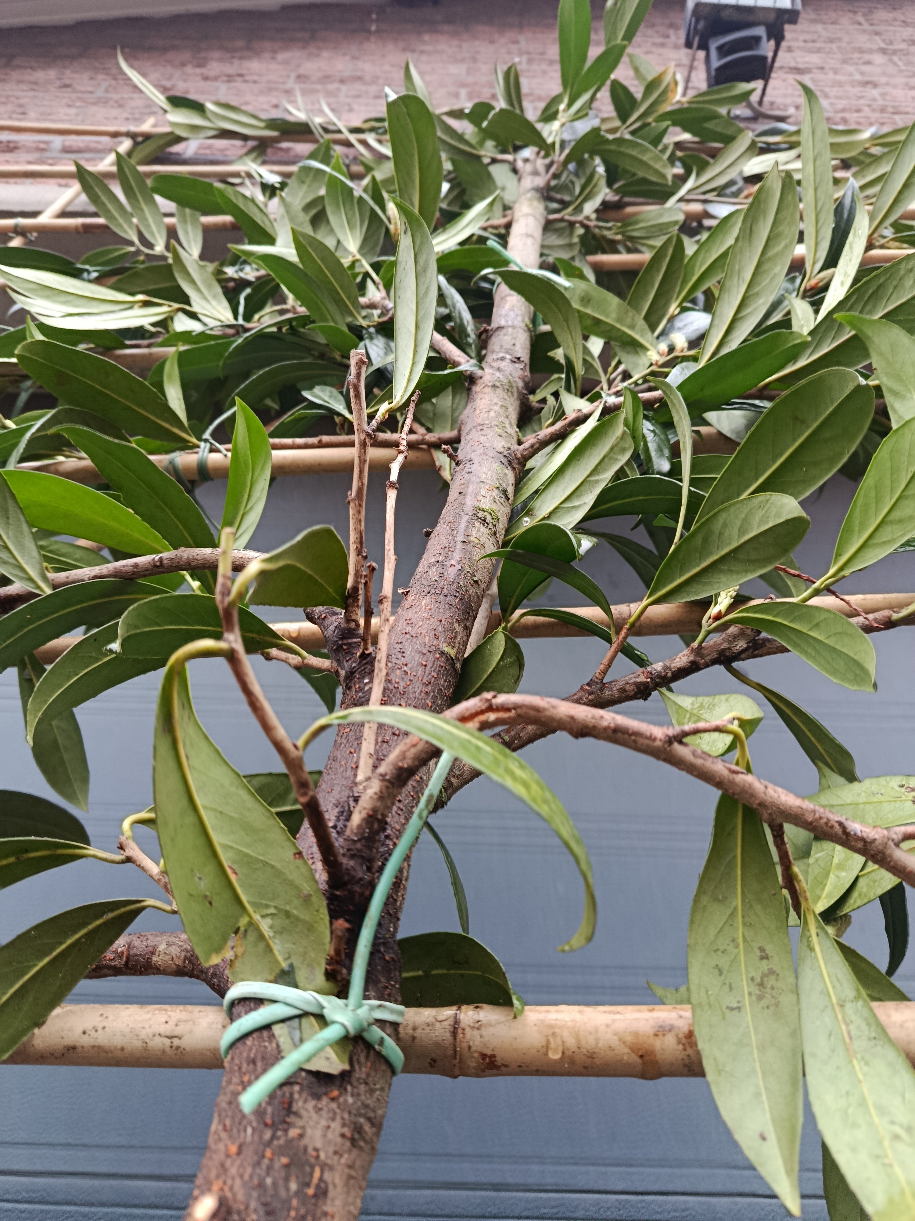 Laurierkers op stam (Prunus laurocerasus Caucasica) leivorm, volledig dicht 2m stam met rek 1,5x1,5m voor extra privacy