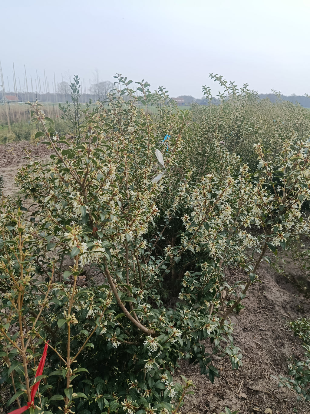 schijnhulst (Osmanthus burkwoodii). Lijkt op Hulst maar daar met meer witte bloemen (bladhoudend)