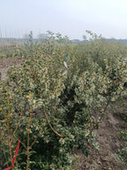 schijnhulst (Osmanthus burkwoodii). Lijkt op Hulst maar daar met meer witte bloemen (bladhoudend)